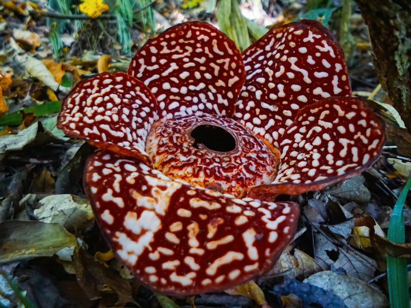 The World’s Largest Flower