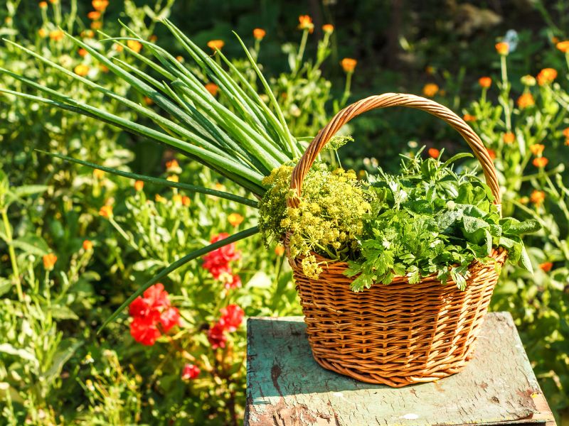 Standalone - Aromatic Gardens of Ourika Valley