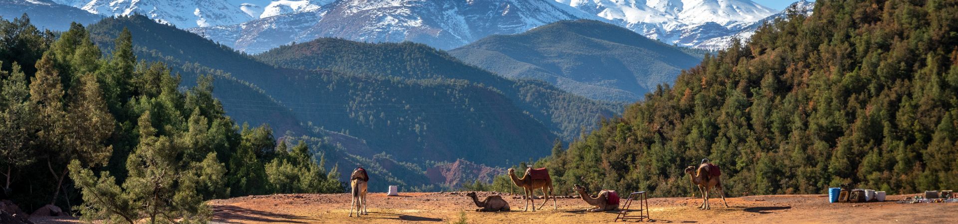 Image of Standalone - Aromatic Gardens of Ourika Valley