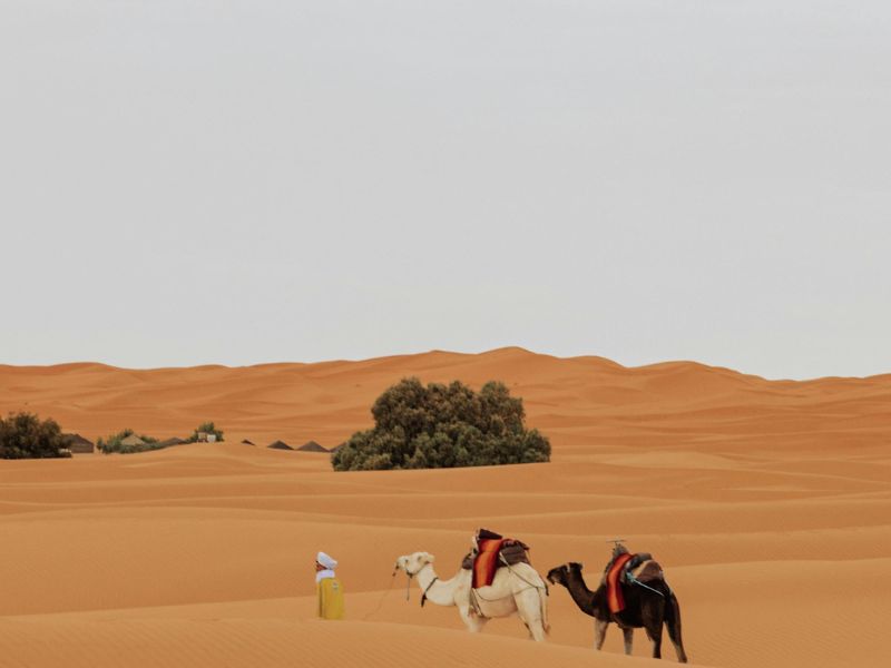 Dades Valley to Merzouga via Todra Gorge