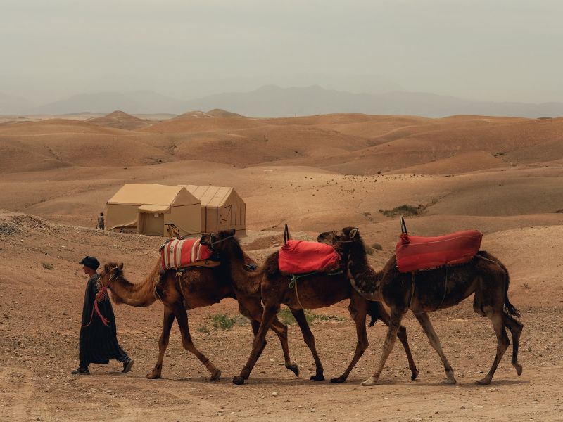 Desert Dinner Under the Stars