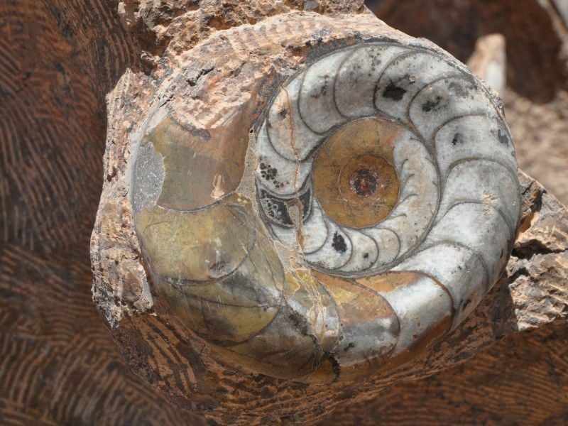 Erfoud to Merzouga Desert Experience