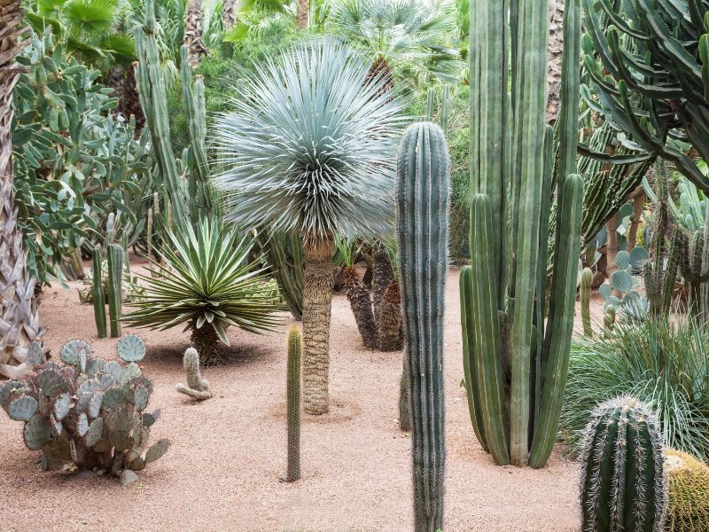 Standalone - Essentials of Marrakech