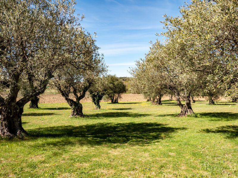 Fes to Rabat via Volubilis