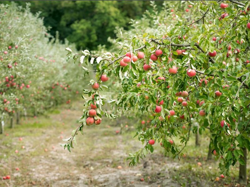 Merzouga to Fes Through Ziz Valley