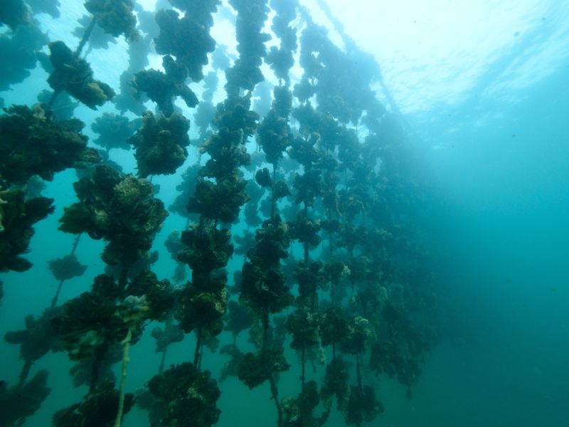 Oualidia Oyster Odyssey