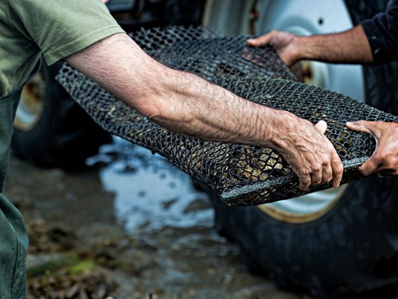 Oualidia Oyster Odyssey