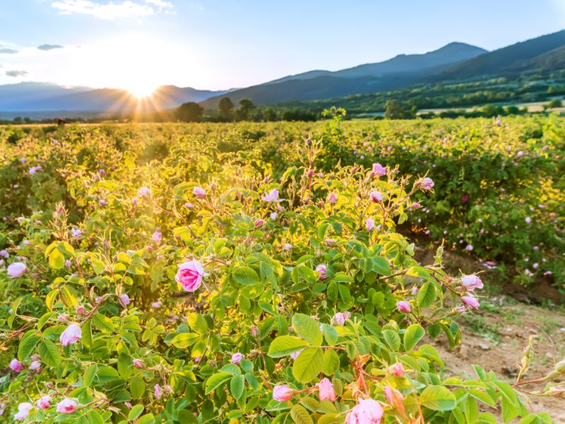 Ouarzazate to Merzouga Journey