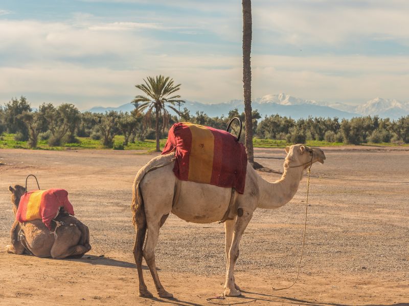 Standalone - Scenic Ouirgane Valley Escape