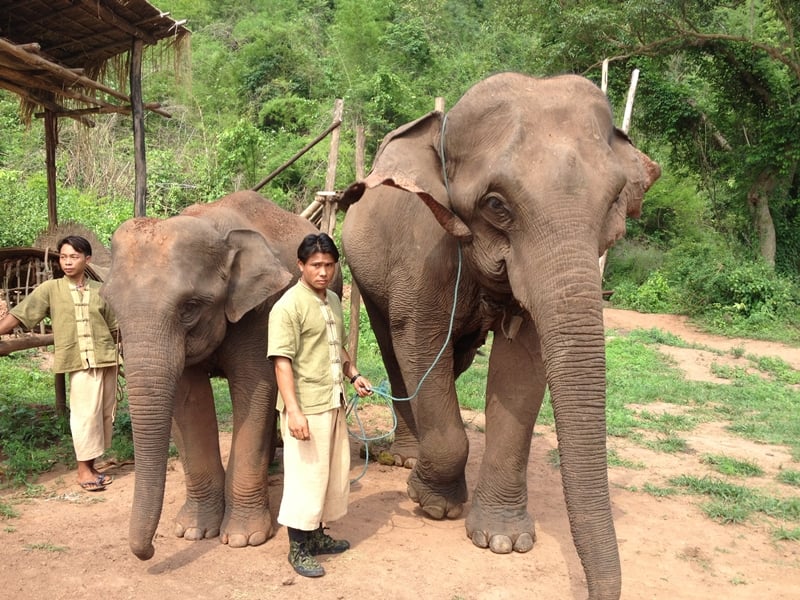 Visit to Green Hill Valley Elephant camp