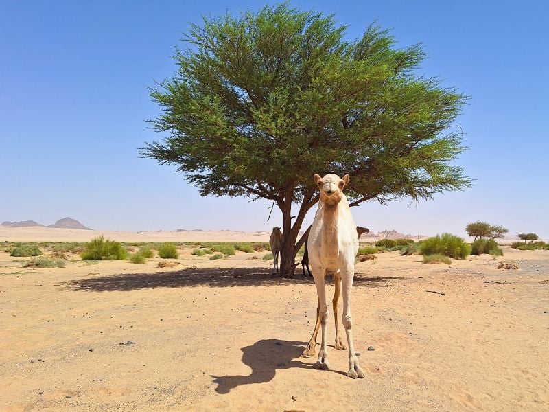 AlUla 4x4 Desert Excursion
