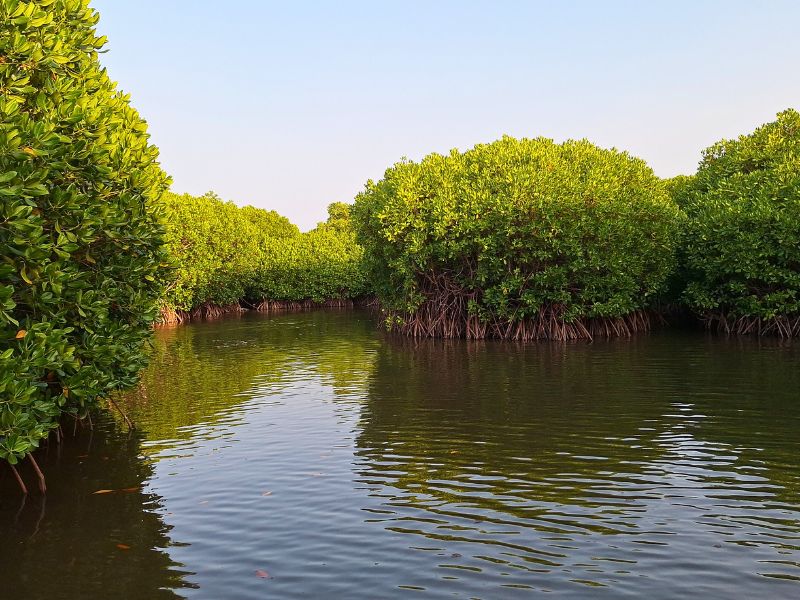Farasan Islands Discovery