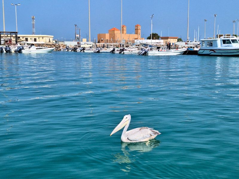 Farasan Islands Discovery