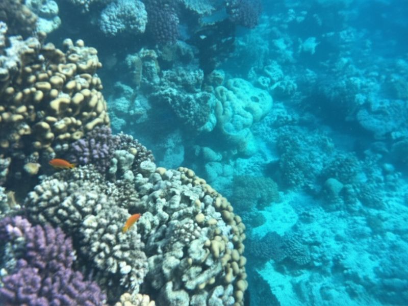 Yanbu Coral Discovery (Join-In)