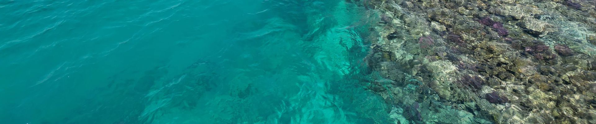 Image of Yanbu Coral Discovery (Join-In)