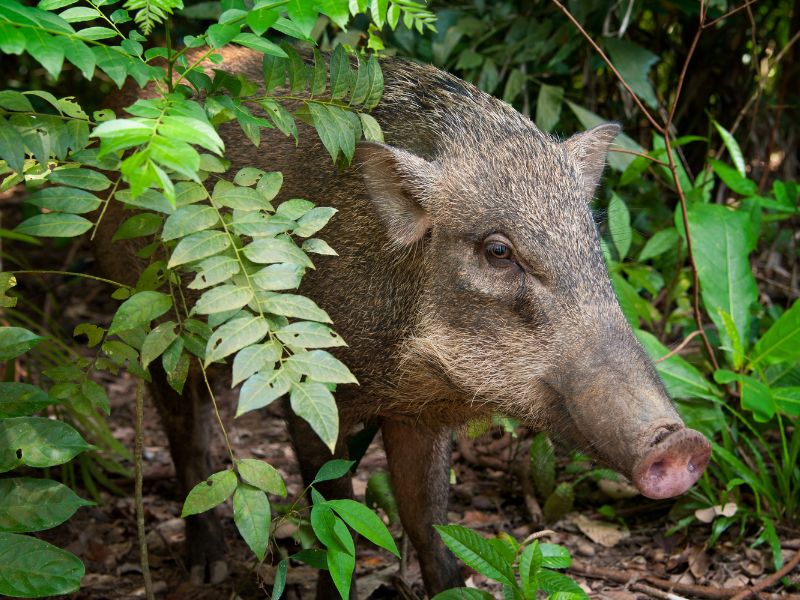 Pulau Ubin Bike Trail