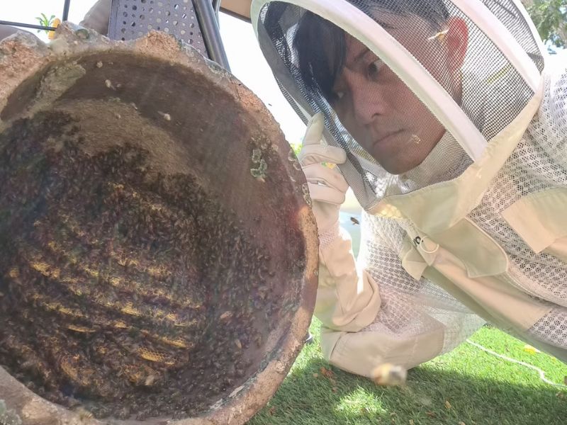 Singapore Rooftop Farm Experience