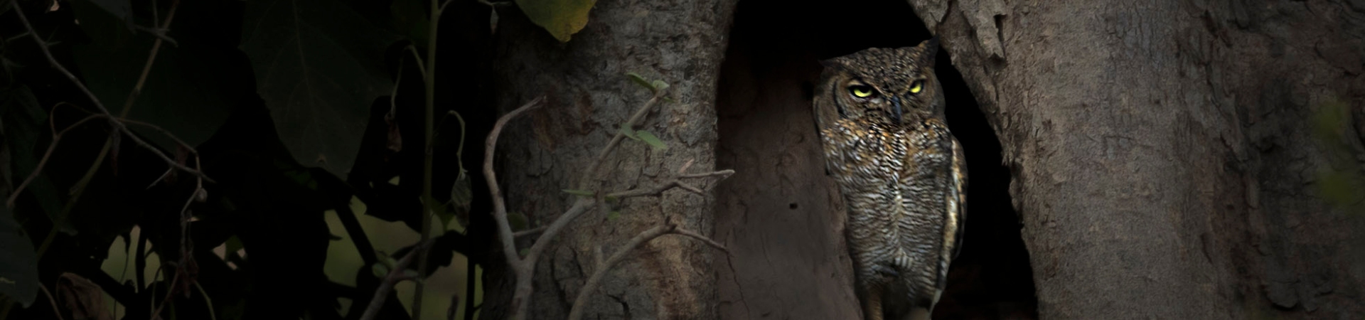 Image of Unveiling the Nocturnal World