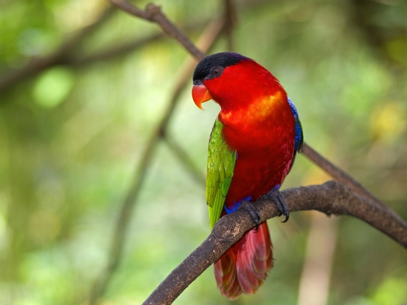 Wildlife River Safari Adventure