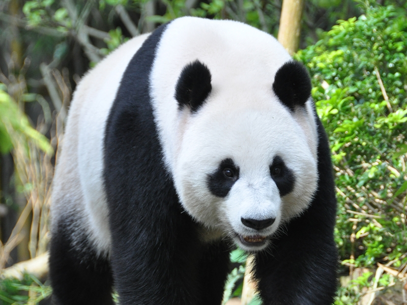 Wildlife River Safari Adventure