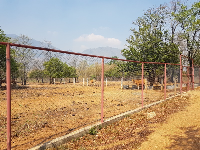 A Day in The Jungle (start from Bangkok)