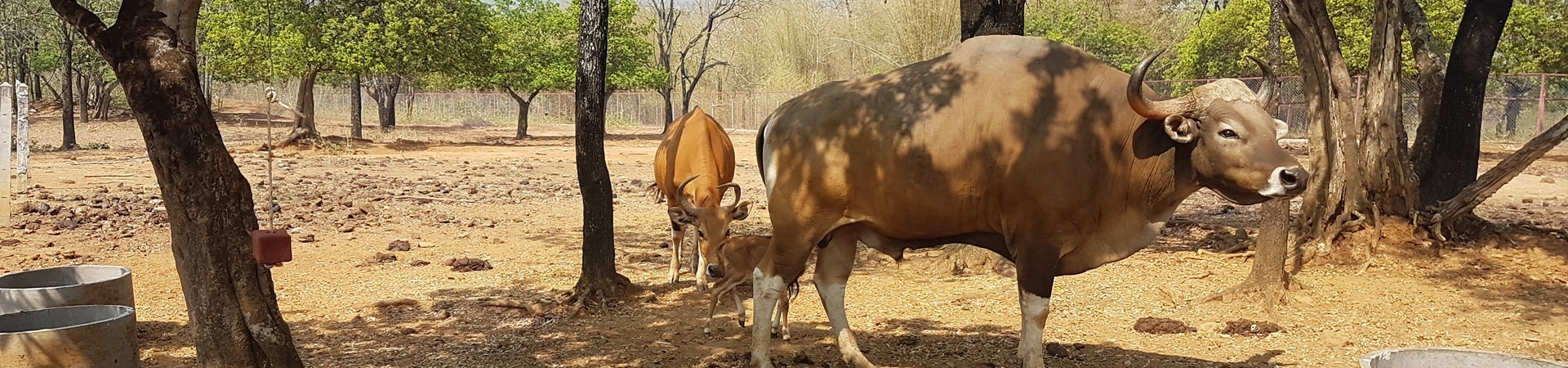 Image of A Day in The Jungle (start from Bangkok)