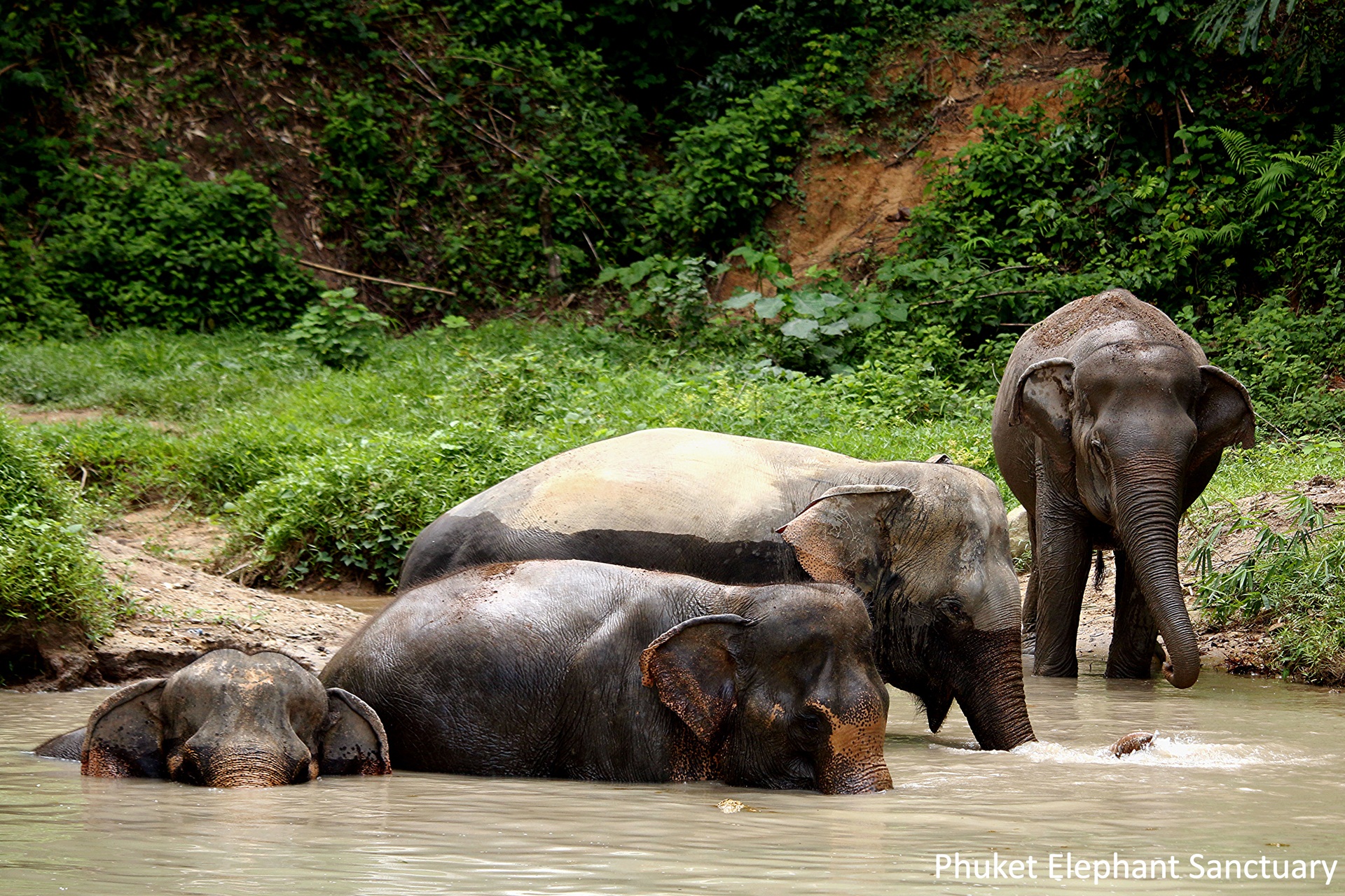 Meet & Greet Phuket’s Gentle Giants (Join)