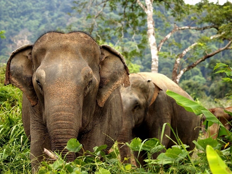Meet & Greet Phuket’s Gentle Giants (Join)