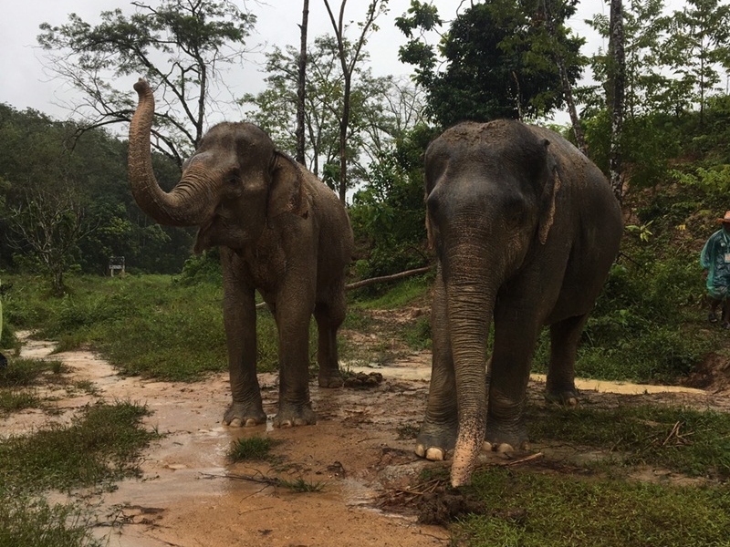 Meet & Greet Phuket’s Gentle Giants (Join)