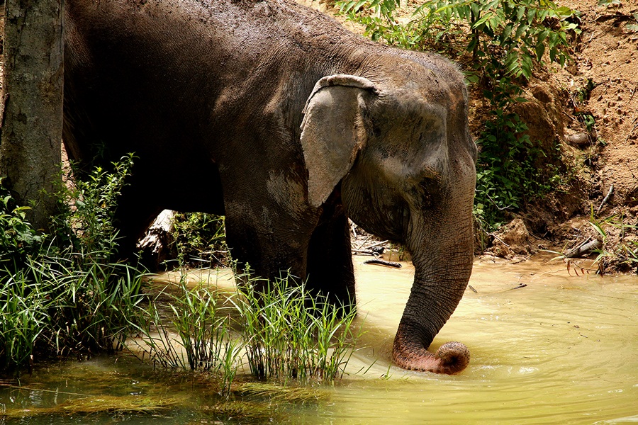 Meet & Greet Phuket’s Gentle Giants (Join)
