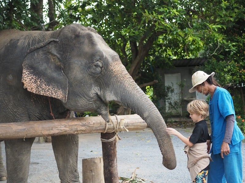 Aonang Elephant Educational Experience