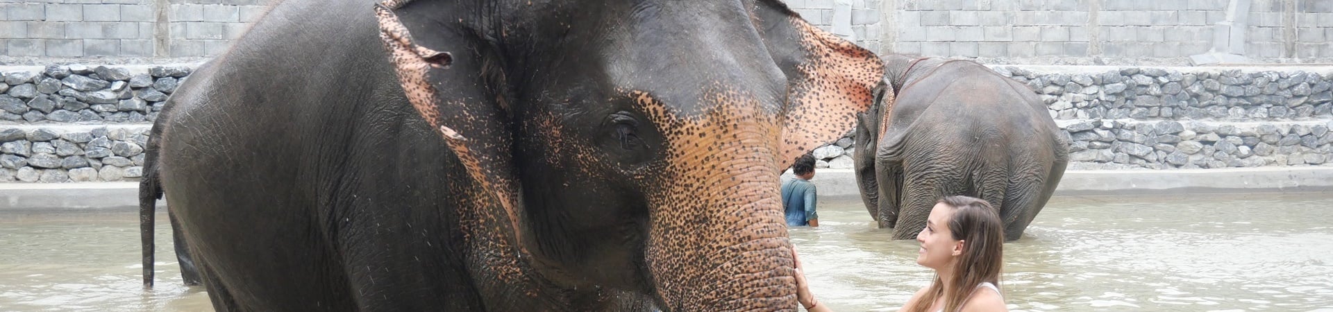 Image of Aonang Elephant Educational Experience