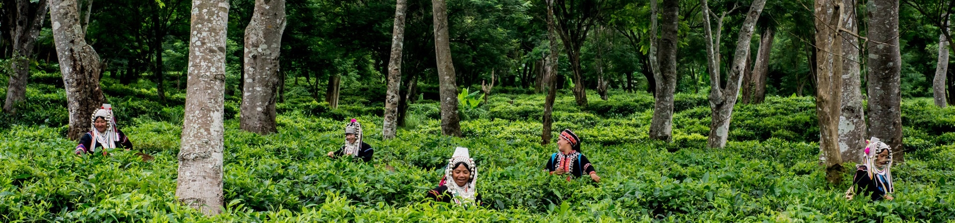 Image of Araksa Tea Experience (Incl.Trsf)