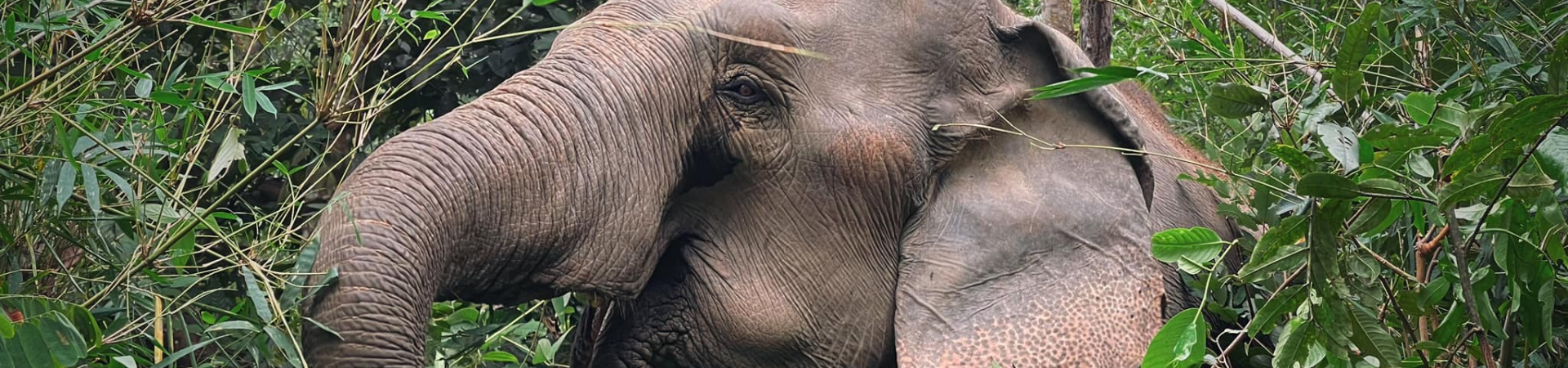 Image of Chang Chill One Day