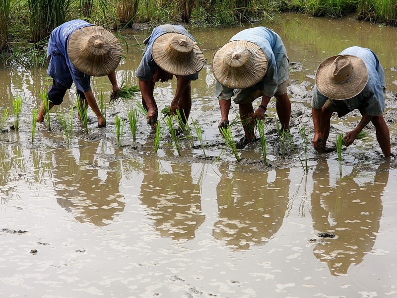 Chiang Mai Beautiful Countryside Tour