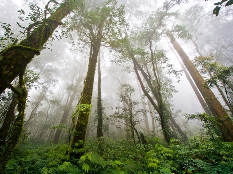 Doi Inthanon Waterfalls Walk