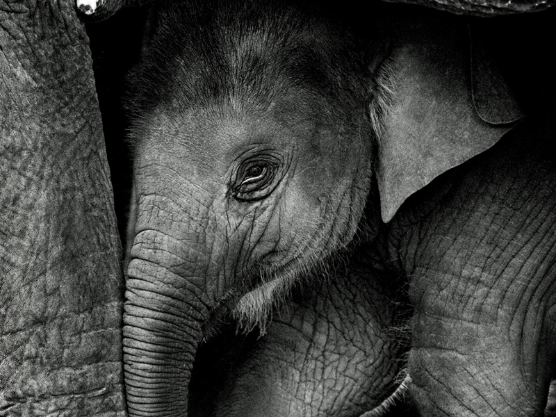 Elephant Haven (Start From BKK)