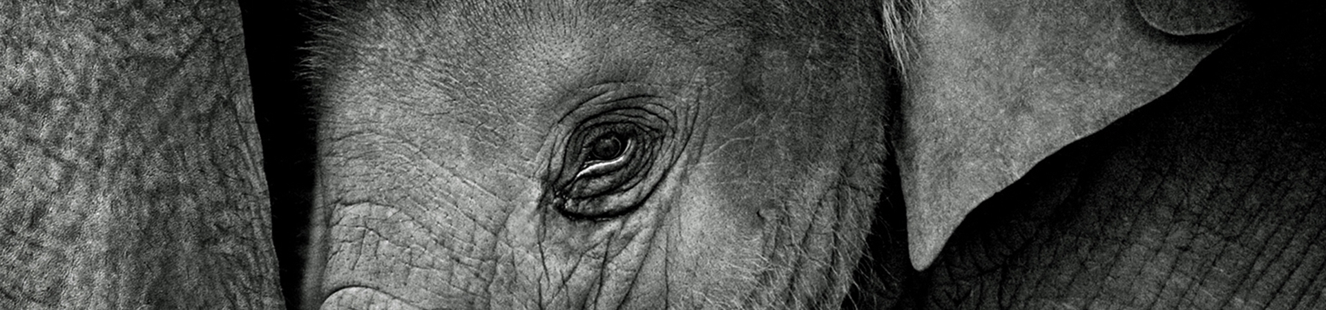 Image of Elephant Haven (Start From BKK)