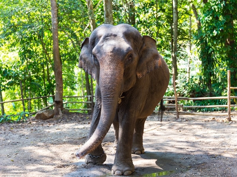 Elephant Discovery Camp