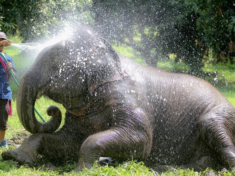 Elephant Discovery Camp