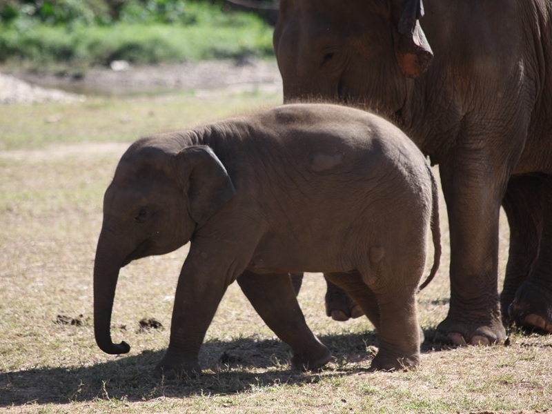 Elephant Discovery Camp