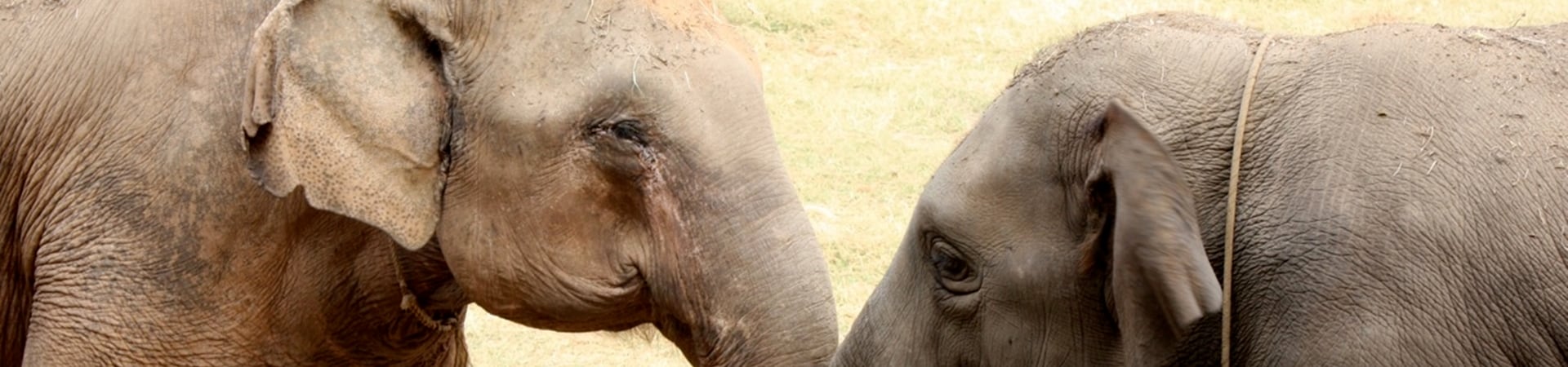 Image of Elephant Discovery Camp