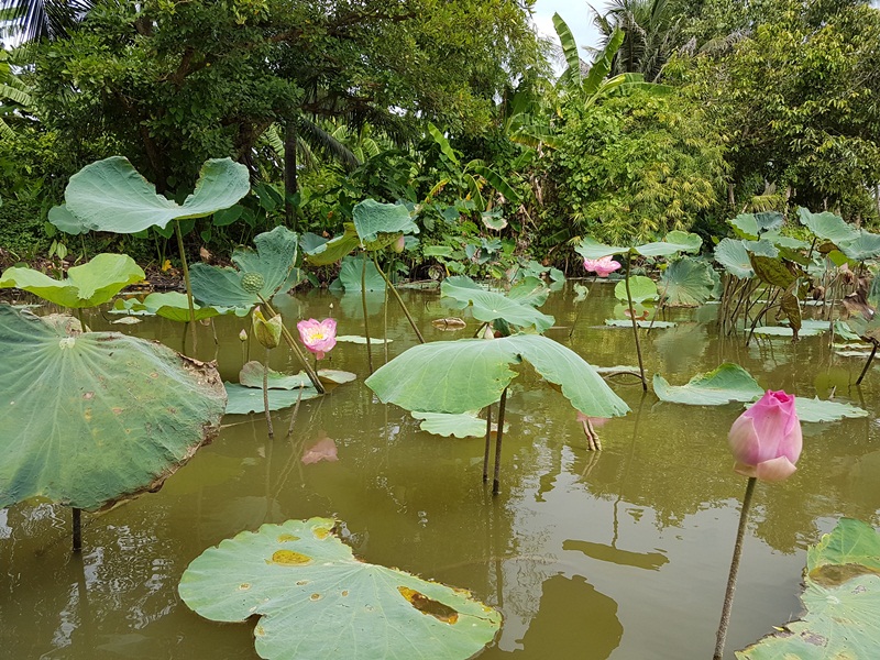 Floating Market at Khlong Lat Mayom (Weekends only)