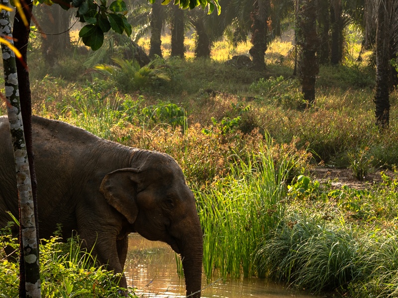 Following Giants Krabi Sanctuary