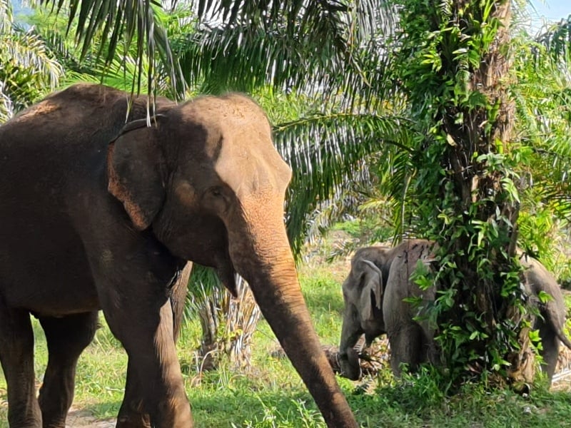 Following Giants Krabi Sanctuary