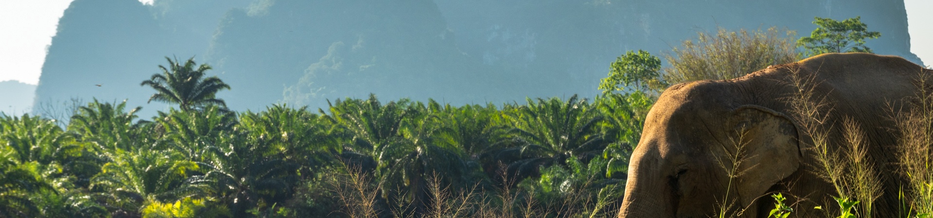 Image of Following Giants Krabi Sanctuary