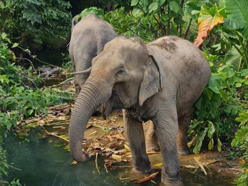 Following Giants Lanta Sanctuary