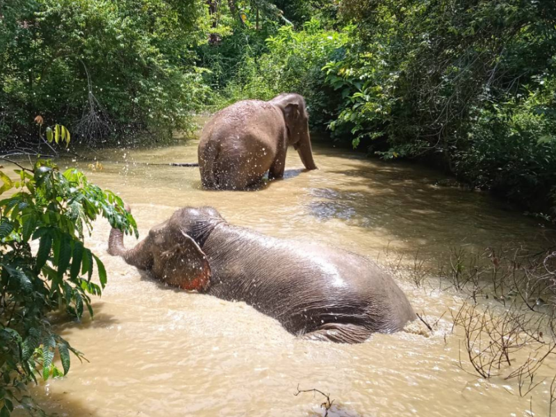 Following Giants Lanta Sanctuary