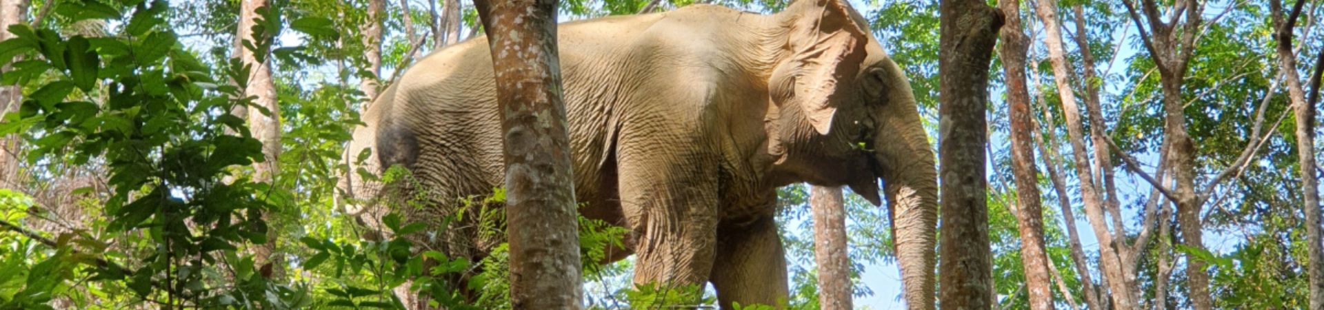 Image of Following Giants Lanta Sanctuary