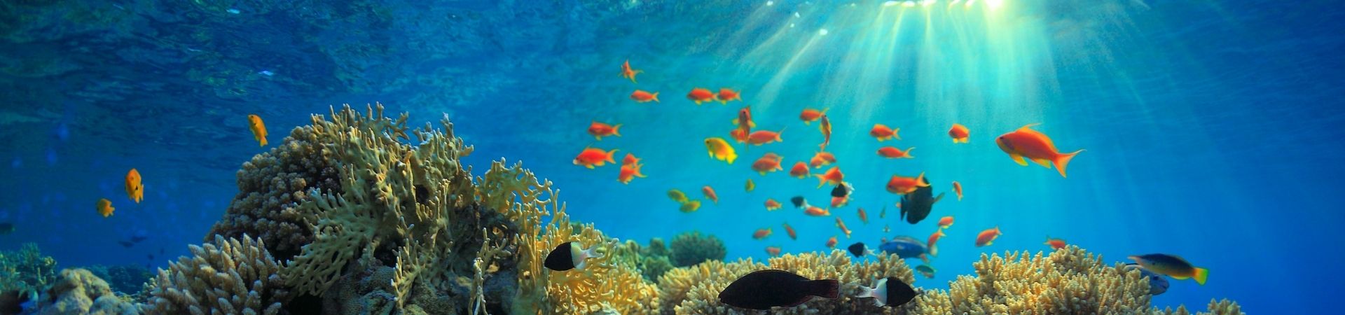 Image of Four Island Exploration by Speed Boat (Join In Tour)